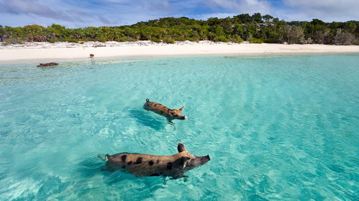 spotted pigs swimming in the sea