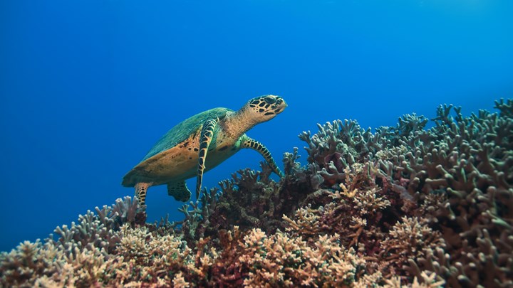australian sea turtle on coral reef