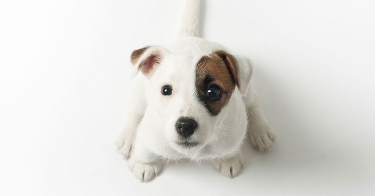 Puppy staring upward