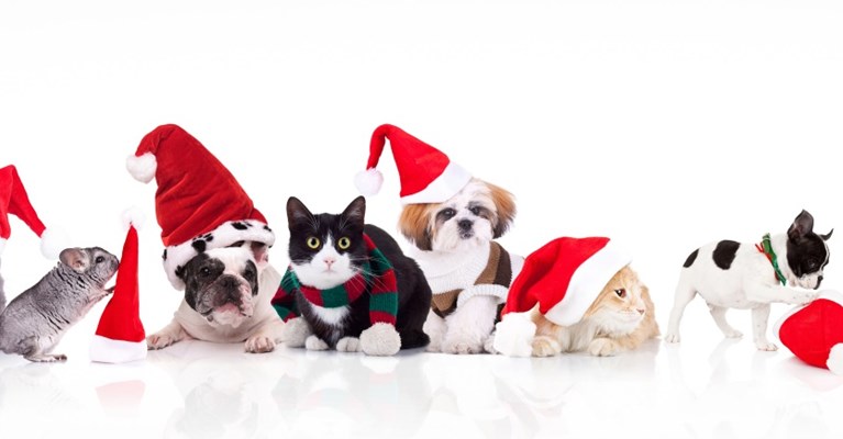 Dogs and cats in christmas hats