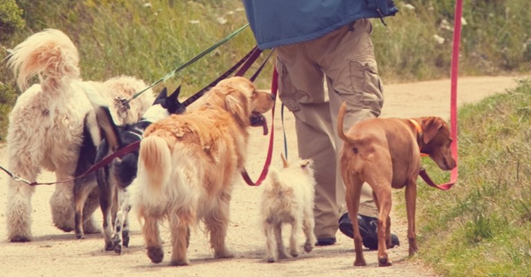A man walking three dogs