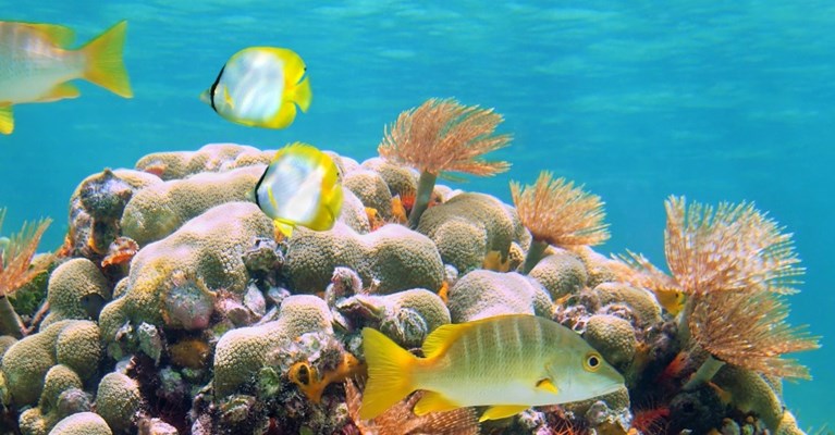 Colourful fish swimming