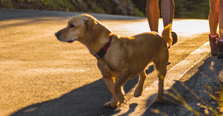 A dog walking with 2 people