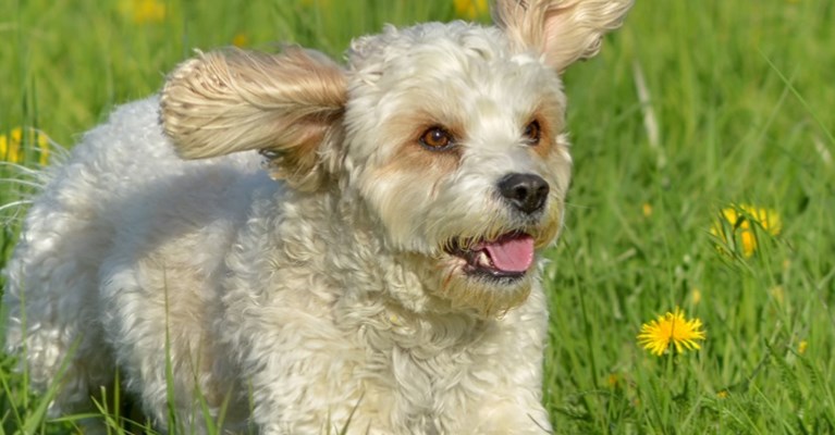 A dog running through grass