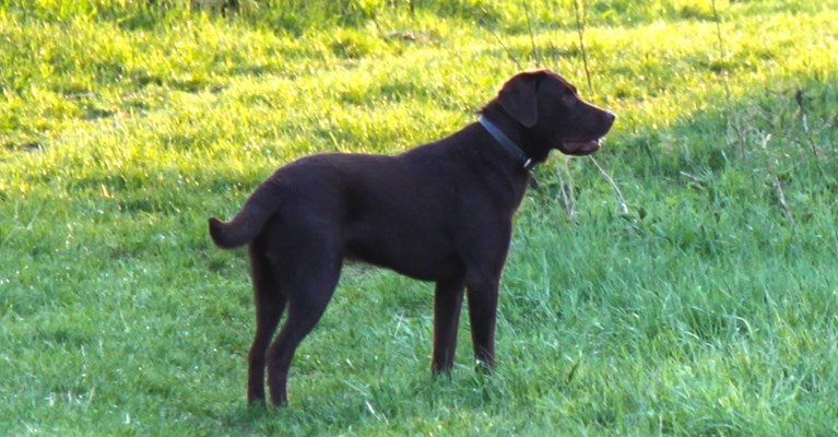 A dog in a park