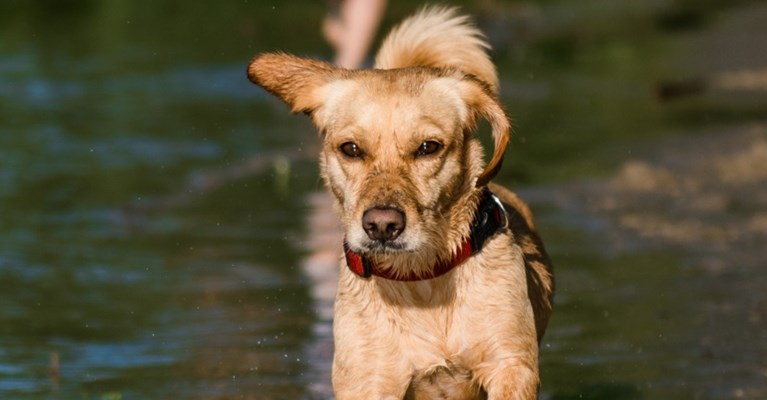 Dog running by a stream