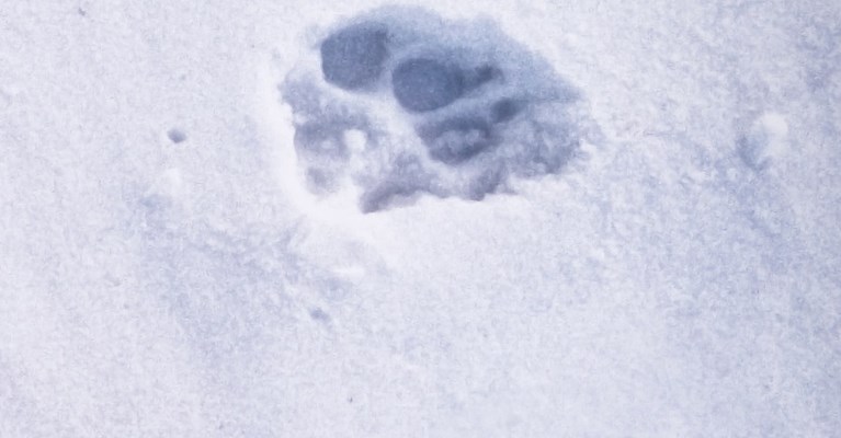 Pawprints in the snow