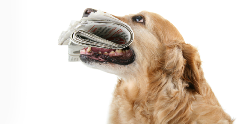 Dog with a newspaper in its mouth