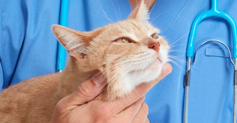 A cat being held by a vet