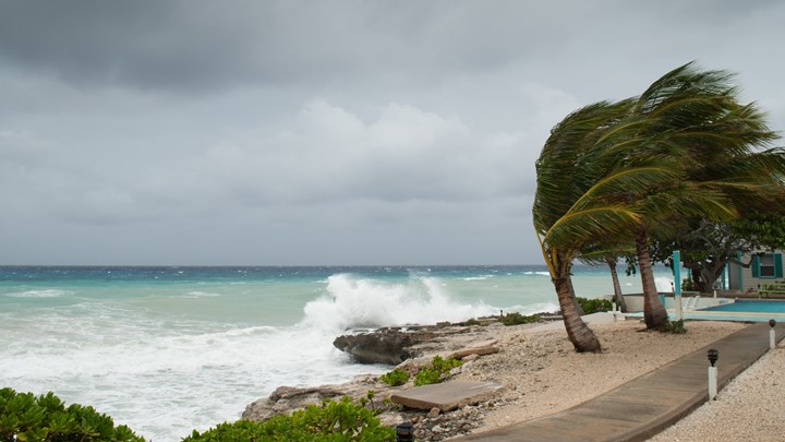 carribean hurricane, palm trees in the wind