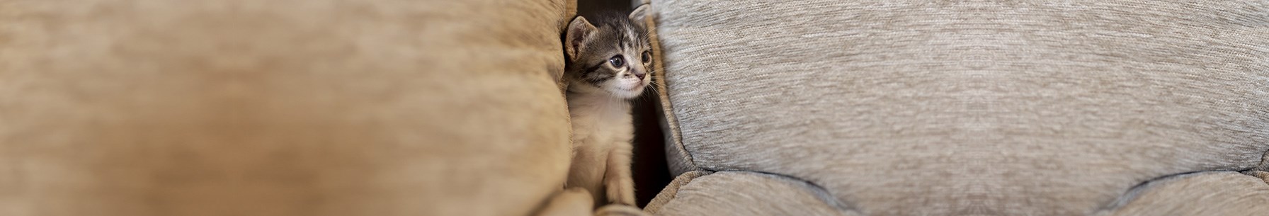 kitten in-between sofa cushions