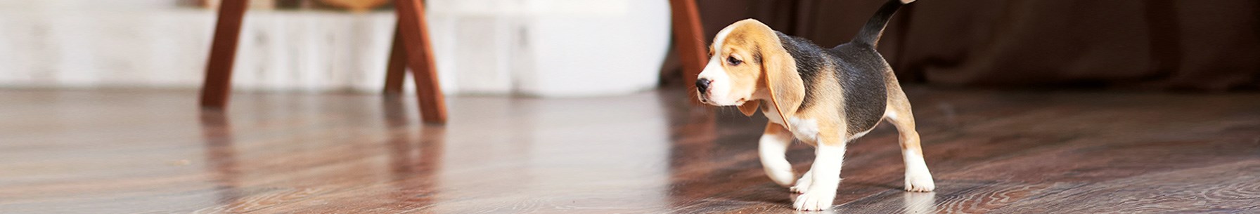 beagle puppy walking along wooden floor