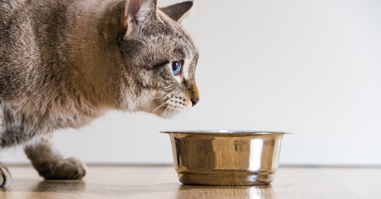 cat with food bowl