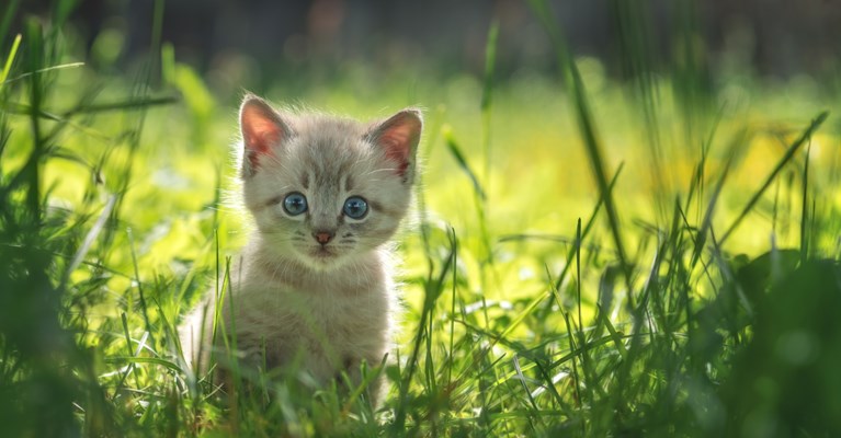 kitten in grass