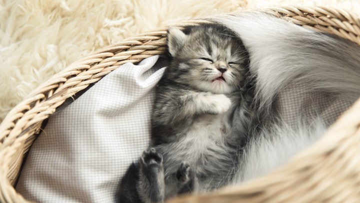 kitten sleeping in a basket