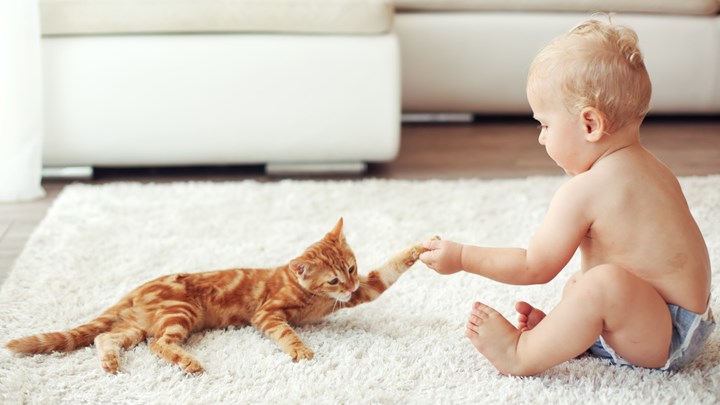 ginger cat and a baby playing