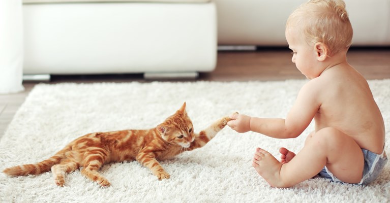 ginger cat and a baby playing