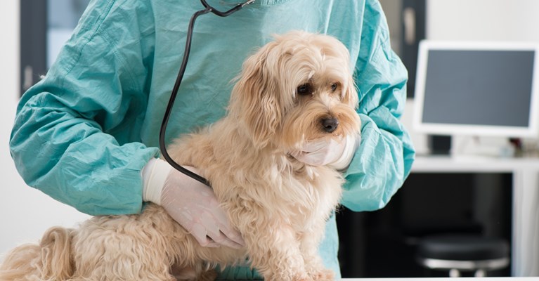 dog at the vet