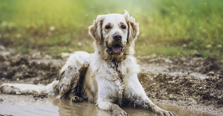 dog playing in mud