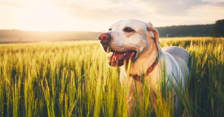 dog walking through tall grass