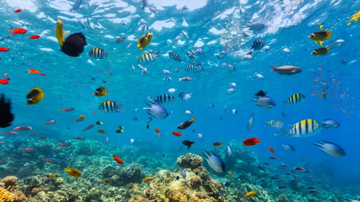 egyptian underwater coral reef with fish