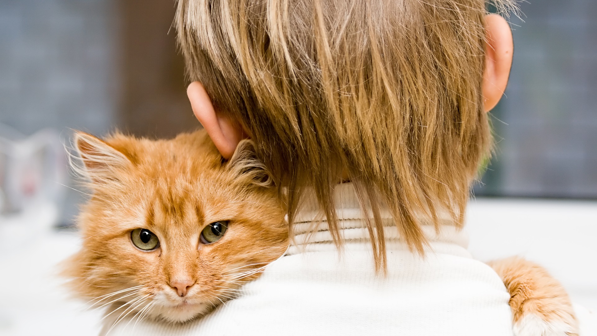 Cat not 2024 eating lethargic