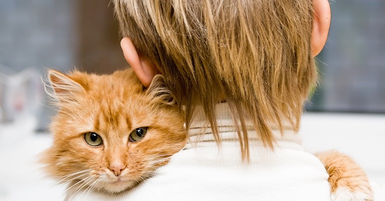 ginger cat being hugged