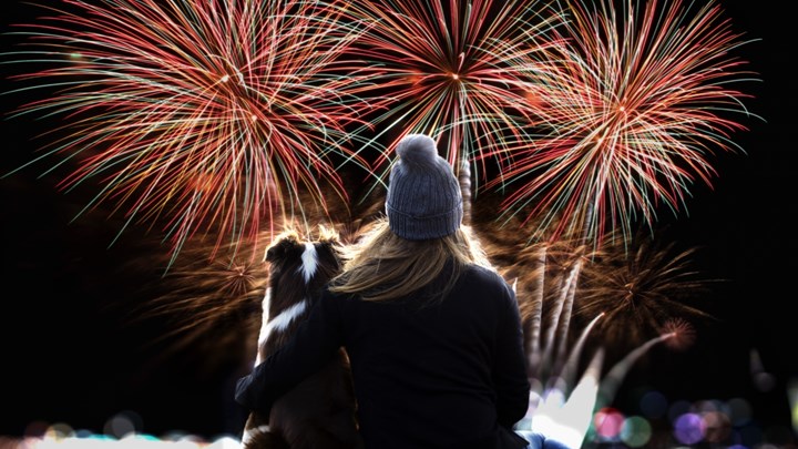 dog and woman watching fireworks