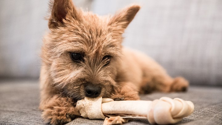 small dog eating a bone