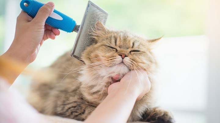cat being brushed