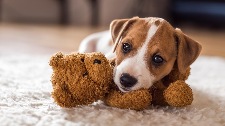 puppy with a teddy bear