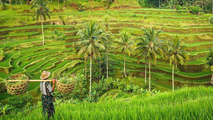 man working in rice fields