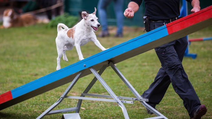 dog on a see saw agility test