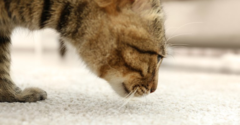 cat smelling a carpet