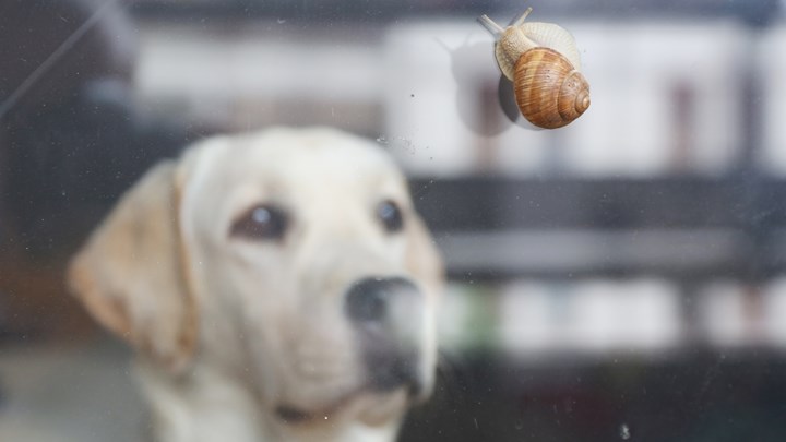 dog watching a snail on the window