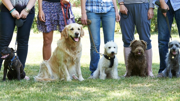 dogs on leads outdoors with their owners