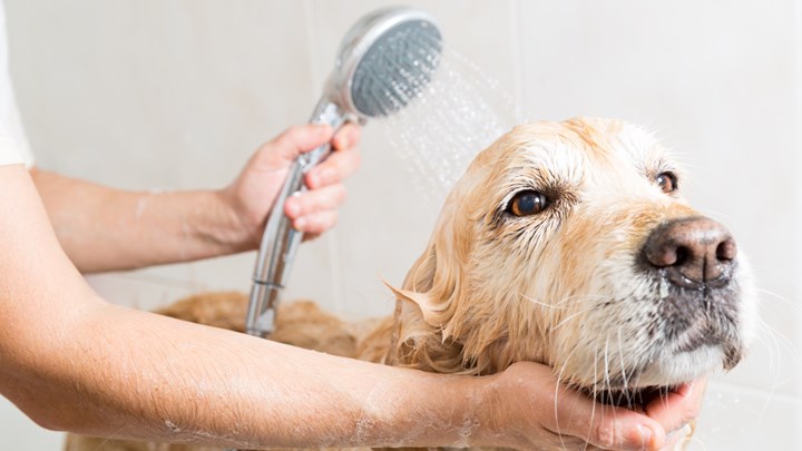 dog being bathed