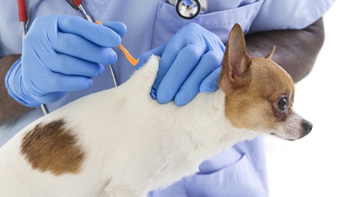 vet and dog with tick removal tool