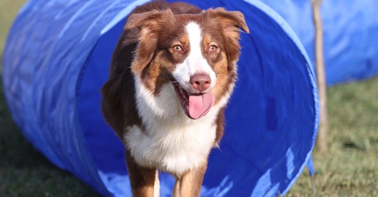 colley dog coming out of a tunnel agility test