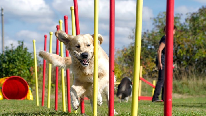 labrador dog doing weave pole dog agility test