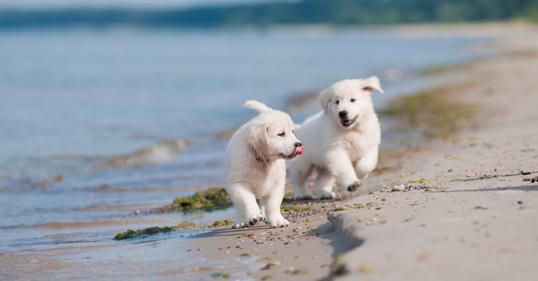 Golden retriever puppies running on the beach