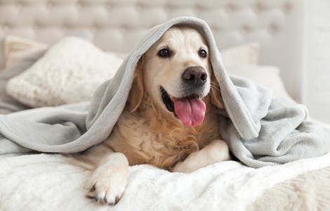 Golden retriever with tongue out sat on a bed under a grey blanket 