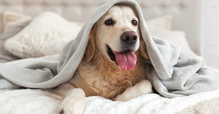 Golden retriever with tongue out sat on a bed under a grey blanket 