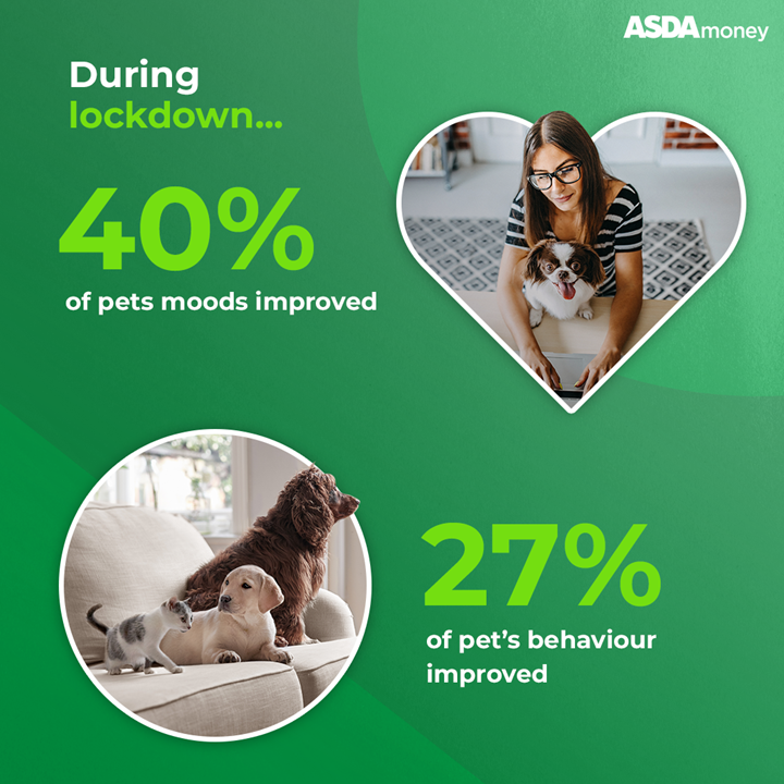 Graphic with statistic, pets and an owner