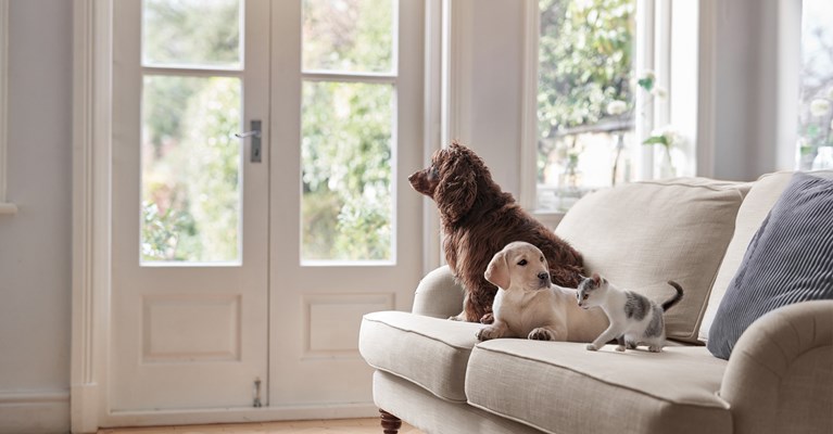 Dog, puppy and kitten all sat together on the sofa