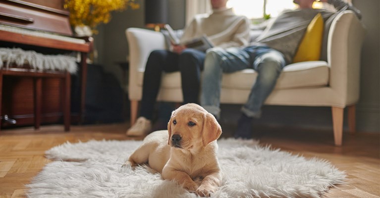 Puppy laid on rug on floor at home with owners sat on sofa behind