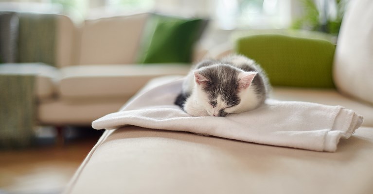 Kitten asleep on blanket on sofa at home
