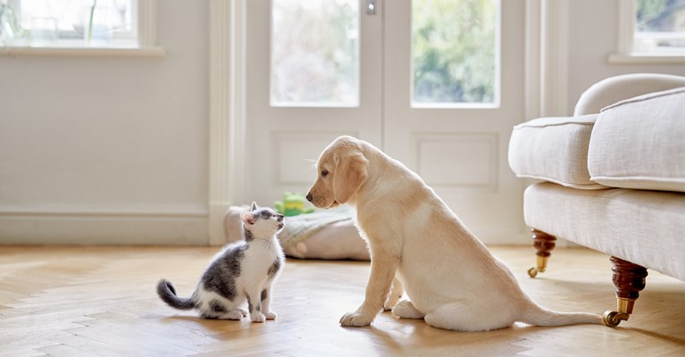 Puppy and kitten looking at each other