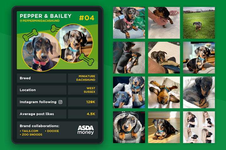 Pet Influencer top trump - Pepper and Bailey