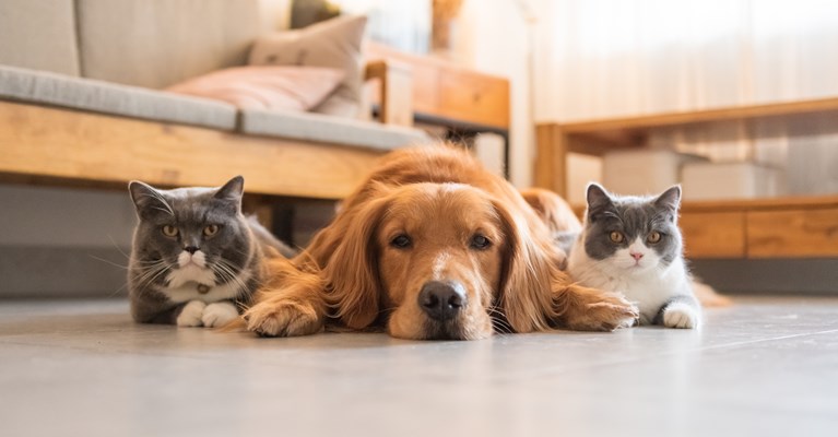 A dog and two cats sit side by side on the floor